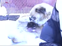 Slut making a dog her personal animal sex toy